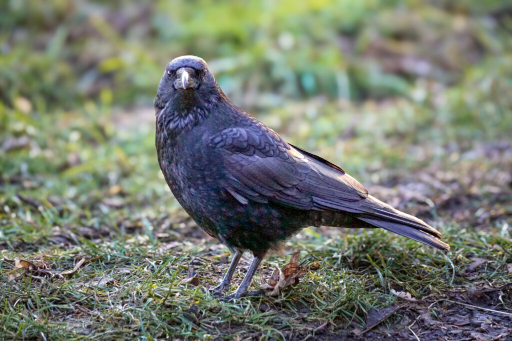 Ein schwarzer Vogel steht auf Gras und schaut direkt in die Kamera.
