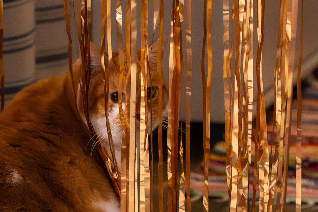 Orange-weisse Katze blickt neugierig durch goldene, haengende Folienstreifen im Innenraum.