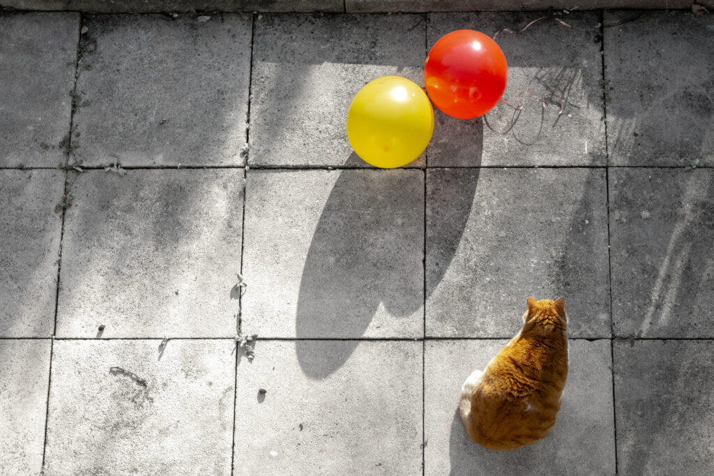 Eine rote Katze sitzt auf grauen Steinplatten neben zwei bunten Luftballons.