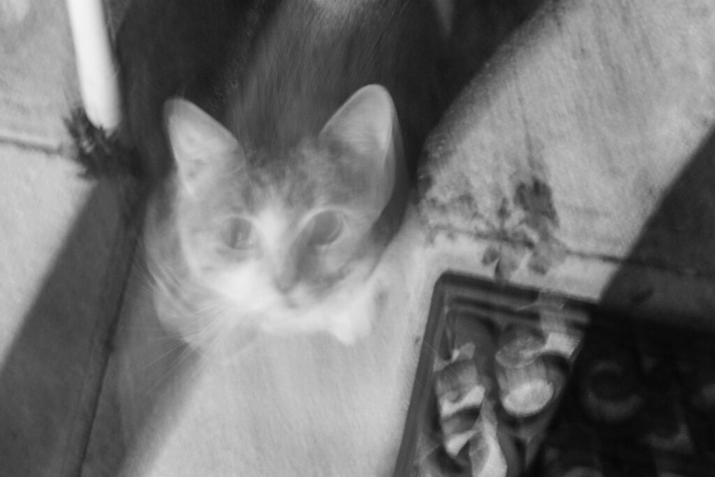 Verschwommenes Schwarzweißfoto einer Katze, die auf einem Betonboden sitzt. Die Katze ist unscharf und scheint in Bewegung zu sein, wodurch ein geisterhafter Effekt entsteht. Rechts unten im Bild ist eine Fußmatte mit einem dekorativen Muster zu erkenne