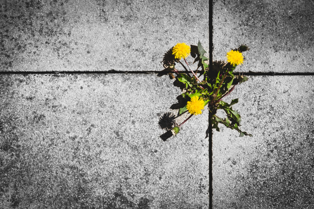 Gelbe Loewenzahnblueten wachsen aus einer Fuge zwischen grauen Betonplatten im Sonnenlicht