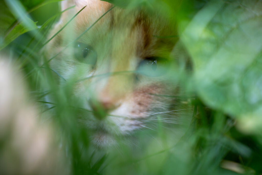 Rot-orangene Katze blickt durch dichtes Gras, nur Gesicht und Augen sind teilweise sichtbar.