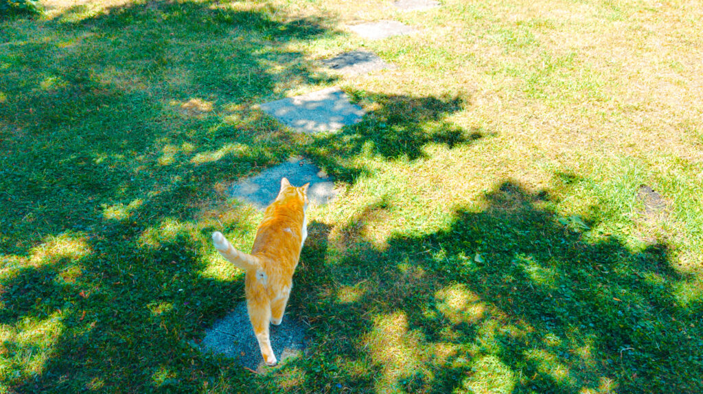 Orangefarbene Katze läuft über Trittsteine im sonnigen Garten, umgeben von Gras und Baumschatten.
