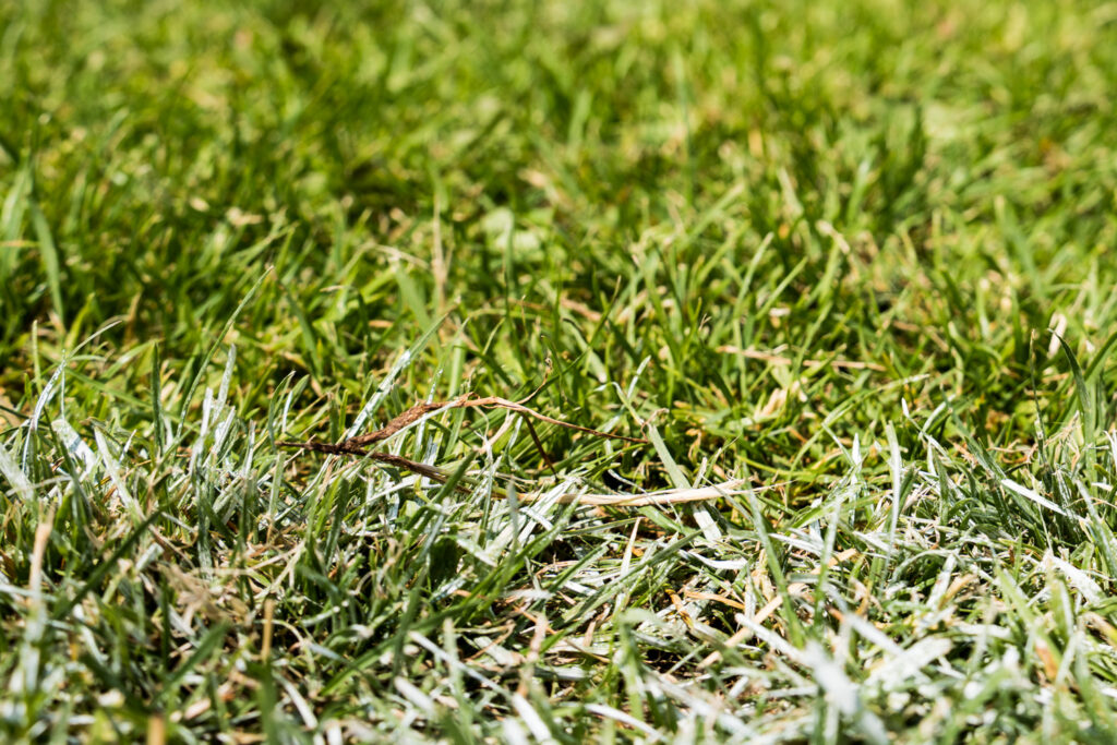 Grüner Rasen mit einem kleinen Zweig und weisser Kreidelinie auf einem Fussballplatz.