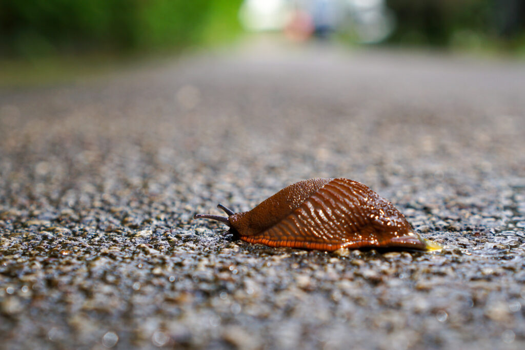 Eine braune Nacktschnecke kriecht langsam über eine feuchte Asphaltstraße. Die Schnecke ist im Vordergrund scharf fokussiert, während der Hintergrund unscharf und grünlich verschwommen ist, was auf eine natürliche Umgebung hinweist.