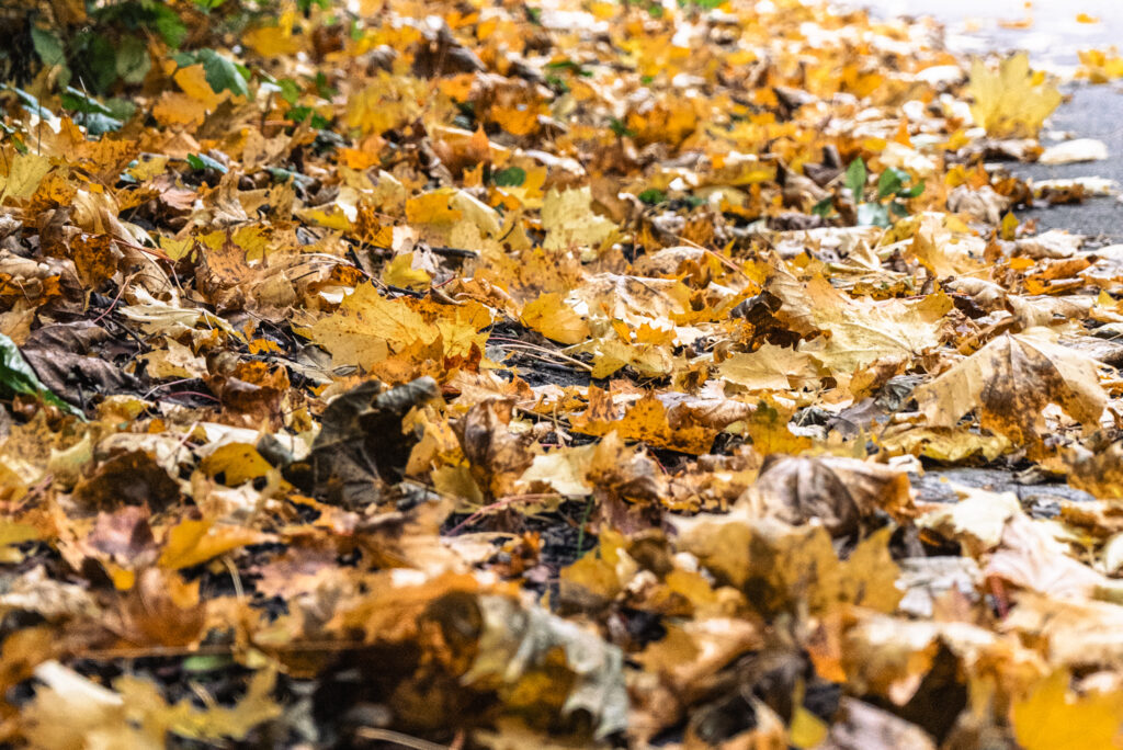 Herbstlaub in Gelb-, Braun- und Orangetönen liegt dicht auf einem Weg im Freien, teilweise von grünem Efeu am Rand umgeben.