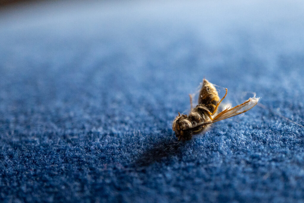 Eine tote Biene liegt auf einem blauen Stoff, die Flügel leicht gespreizt, der Hintergrund unscharf.